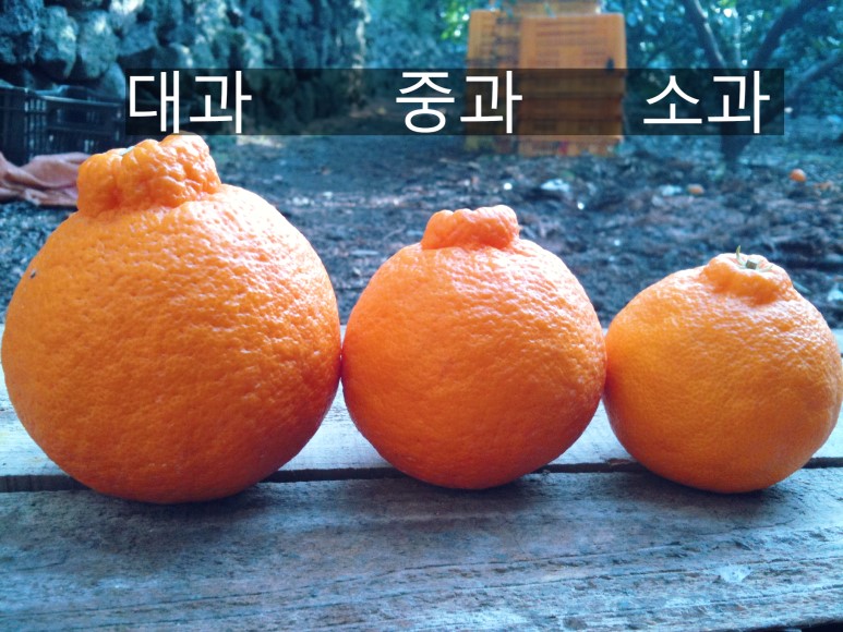 This image has an empty alt attribute; its file name is halla-friend.jpg